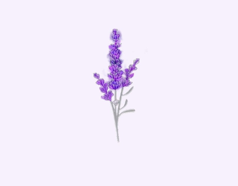 lavender flafor